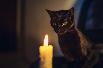 les bougies et les chats